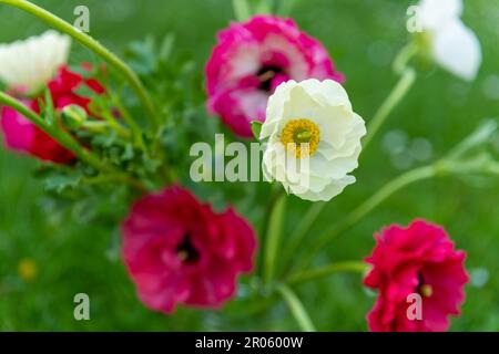 Bouquet de belles coupes de beurre persan, Ranunculus asioticus. Fleurs de printemps. Fleurs de Ranunculus. Banque D'Images