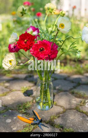 Bouquet de belles coupes de beurre persan, Ranunculus asioticus. Fleurs de printemps. Fleurs de Ranunculus. Banque D'Images