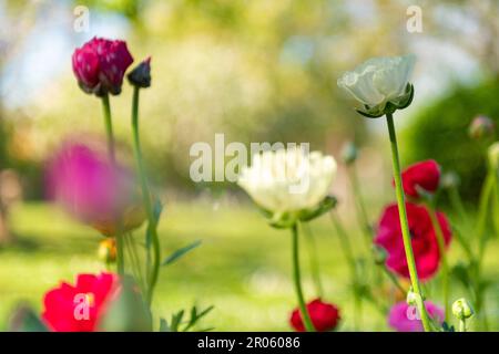 Arrière-plan des fleurs de Ranunculus. Lit de jardin plein de belles tasses de beurre persan, Ranunculus asiticus. Fleurs de printemps. Champ de fleurs de Ranunculus. Banque D'Images