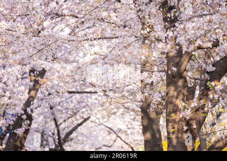 Cerisiers en fleurs au printemps avec Soft Focus, au Yeongdeungpo Yeouido Spring Flower Festival à Séoul, Corée du Sud Banque D'Images