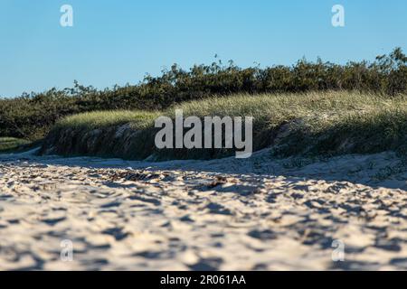 Plage et dunes de sable de Grassy dans l'après-midi sur la plage de l'île de Moreton, Queensland Australiaa Banque D'Images