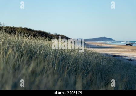 Beach et Grassy Sand Dunes dans l'après-midi sur la plage de Moreton Island, Queensland Australie Banque D'Images