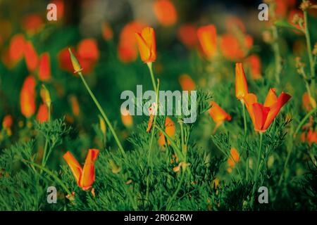 Coquelicot orange dans une belle nature Banque D'Images