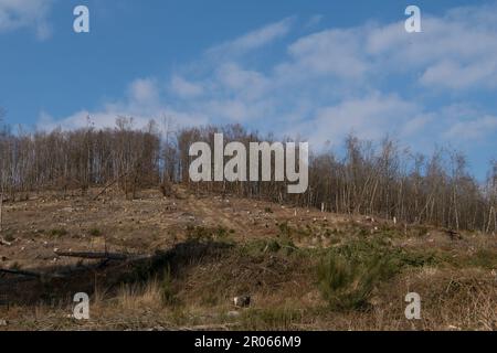 Vue sur le paysage dans la région allemande appelée Rothaargebirge dans la vallée de Truefte près de la ville de Bad Berleburg Banque D'Images