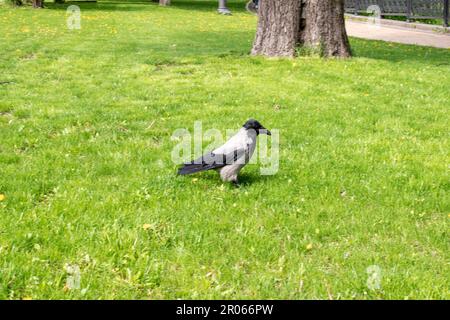 Un corbeau sur l'herbe verte dans le parc de Kiev. Banque D'Images