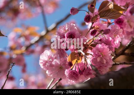 fiori di ciliegio di colore rosa intenso, la fioritura dei ciliegi à Giappone Banque D'Images