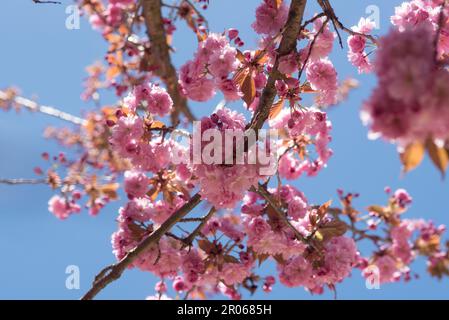 fiori di ciliegio di colore rosa intenso, la fioritura dei ciliegi à Giappone Banque D'Images