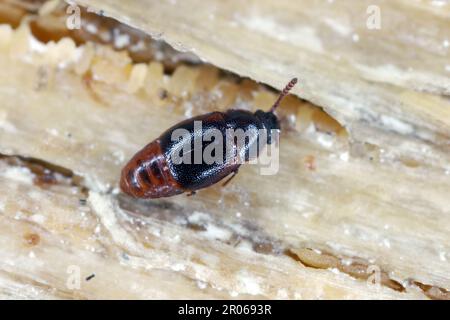 Le coléoptère de la Rove, Acrulia inflata, forme la famille des Staphylinidae. Insecte sous l'écorce d'un arbre. Banque D'Images