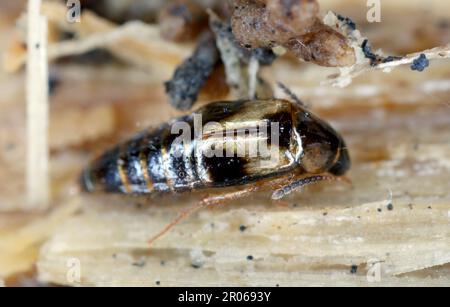 Coléoptère de Rove, Lordithon sp. Forme la famille des Staphylinidae. Insecte sous l'écorce d'un arbre. Banque D'Images