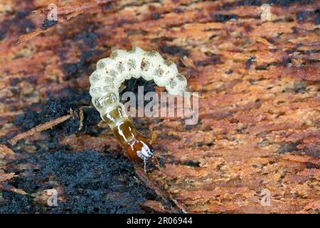 La larve d'un coléoptère de la famille des Staphylinidae, coléoptères des rosés sous l'écorce d'un arbre. Banque D'Images