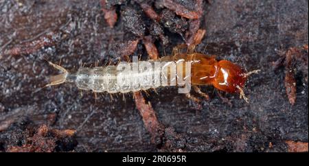 La larve d'un coléoptère de la famille des Staphylinidae, coléoptères des rosés sous l'écorce d'un arbre. Banque D'Images