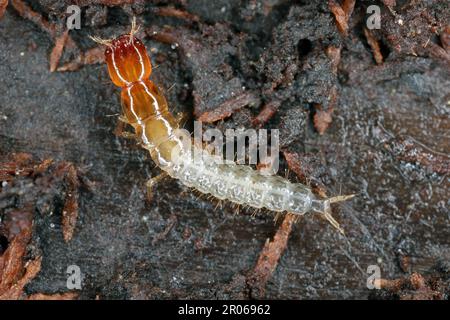 La larve d'un coléoptère de la famille des Staphylinidae, coléoptères des rosés sous l'écorce d'un arbre. Banque D'Images