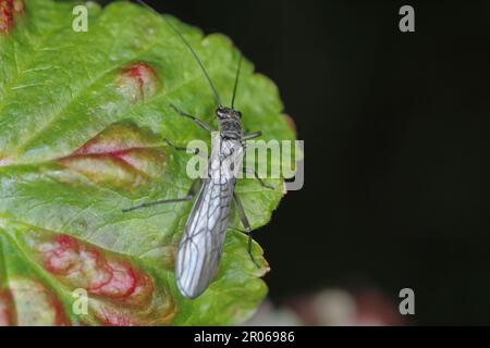 Adulte de Perla sp. (Perlidae, Plecoptera). Insecte communément connu sous le nom de grès. Banque D'Images