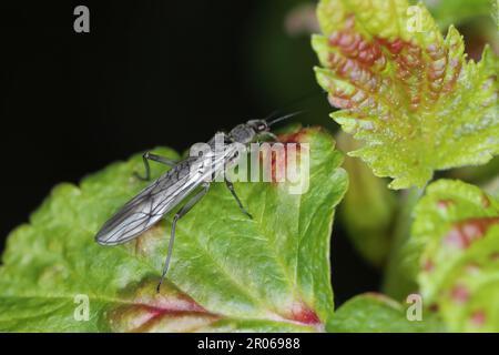 Adulte de Perla sp. (Perlidae, Plecoptera). Insecte communément connu sous le nom de grès. Banque D'Images