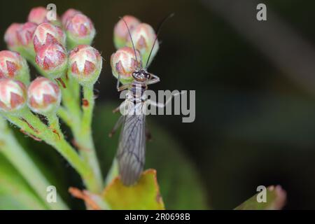 Adulte de Perla sp. (Perlidae, Plecoptera). Insecte communément connu sous le nom de grès. Banque D'Images