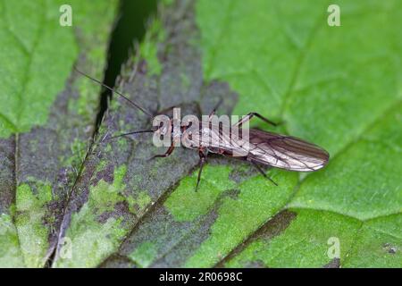 Adulte de Perla sp. (Perlidae, Plecoptera). Insecte communément connu sous le nom de grès. Banque D'Images