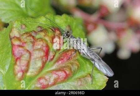 Adulte de Perla sp. (Perlidae, Plecoptera). Insecte communément connu sous le nom de grès. Banque D'Images