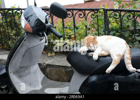 Cat se trouve sur le siège du scooter, Gurzuf Banque D'Images