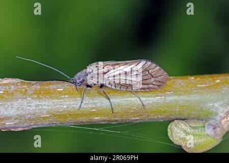 Alderfly (Sialis lutaria) Megaloptera, famille des Sialidae. Un insecte adulte ailé sur une branche de saule. Banque D'Images