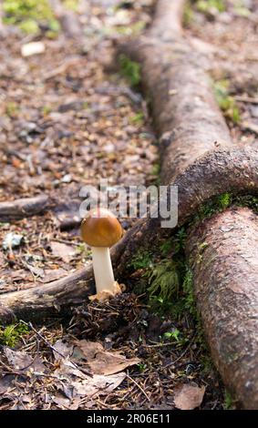 Photo du champignon amanita fulva en Finlande Banque D'Images