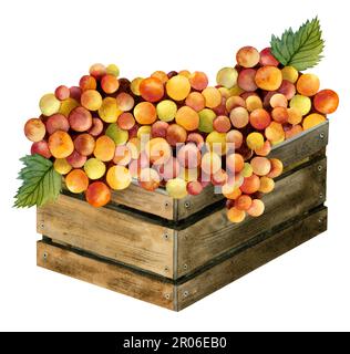 Aquarelle jaune rouge orange raisins récoltés dans rustique boîte en bois illustration isolée sur blanc. Design italien ou israélien de la composition de la vinerie. Français Banque D'Images