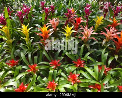 Bromeliads au centre du jardin à Mijas, Málaga, Espagne. Banque D'Images