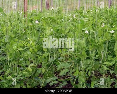 Vue rapprochée d'un champ de culture avec des plantes de pois accrochées à des cordes, certaines d'entre elles déjà en fleurs, capturées dans une ferme près de la ville d'Arcapuco, dans c Banque D'Images