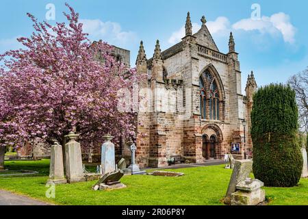 Cerisier en fleur, église St Mary avec de vieilles tombes, Haddington, East Lothian, Écosse, Royaume-Uni Banque D'Images