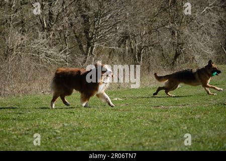 Concept d'animaux de compagnie sur la promenade dans le parc. Les bergers allemands et australiens courent sur l'herbe verte dans le champ et jouent avec le jouet. Charmant thoroug actif et énergique Banque D'Images