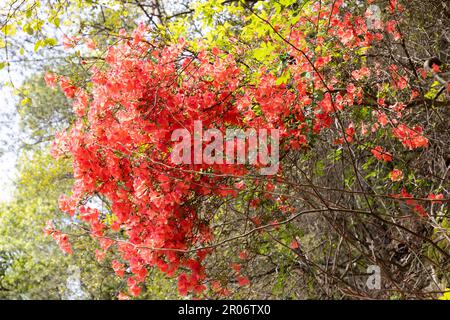 Des fleurs rouges d'azalée ou de Rhododendron simsii, une espèce de rhododendron originaire d'Asie de l'est, poussent sur des pentes à Hunan, en Chine Banque D'Images