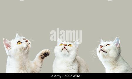 Trois beaux chats d'argent britanniques regardent. Isolé sur un fond gris. Banque D'Images
