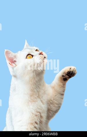 Magnifique chat d'argent britannique agitant sa patte et regardant vers le haut. Isolé sur bleu. Banque D'Images