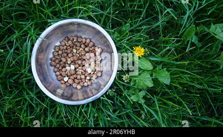 Noisettes bio pelées dans un bol en métal sur une herbe avec pissenlit, vue de dessus . Banque D'Images