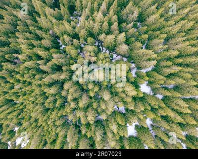 Vue depuis le dessus d'une forêt verte d'épinettes avec de la neige blanche sur le sol Banque D'Images