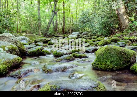 Un ruisseau sinueux coule à travers une forêt verte dynamique, luxuriante avec de la mousse et de la végétation Banque D'Images