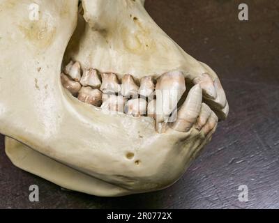 Gros plan détail des dents et des mâchoires (un modèle) d'un crâne de gorille utilisé dans une école secondaire britannique. Banque D'Images