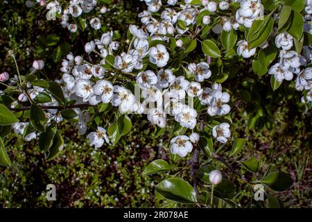 De belles branches fleuries de pommiers avec des fleurs blanches qui poussent dans un jardin. Printemps nature arrière-plan. Banque D'Images