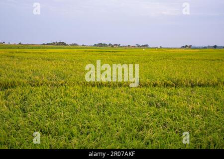 Vue sur le paysage naturel de l'agriculture récolte de riz Paddy champ au Bangladesh Banque D'Images