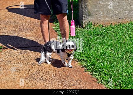 shih tzu, chien de race, sur une laisse avec son propriétaire Banque D'Images