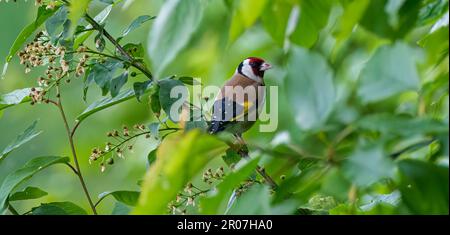 Le golfoir européen se trouve sur une branche au printemps sur fond vert. Songbird l'or européen dans la faune. Nom latin Carduelis carduelis. Banque D'Images