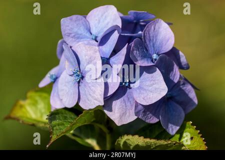 Hortensia bleu en pleine floraison Banque D'Images