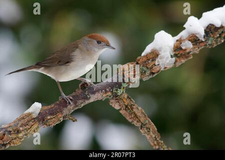 Blackcap (Sylvia atricapilla) adulte femelle, perchée sur la branche avec la fonte des neiges, Leicestershire, Angleterre, Royaume-Uni Banque D'Images