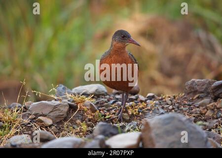 Rouget's rouget's rail (Rougetius rougetii) adulte, marchant sur des pierres dans la bruine, les monts Bale, Oromia, Éthiopie Banque D'Images