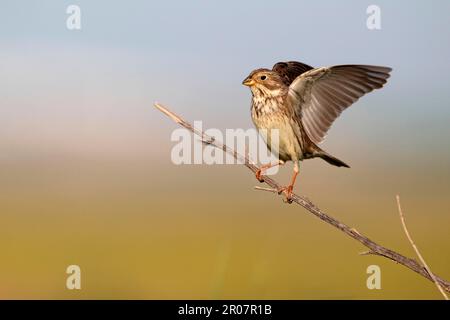 Groutage de maïs (Miliaria calandra) adulte, ailes étirées, assis sur la tige, sud de l'Espagne Banque D'Images