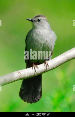 Oiseau-chat gris (Dumetella carolinensis), adulte, dans une succursale de City Park, Central Park, New York, New York utricularia ochroleuca (U.) (U.) S. A. Banque D'Images