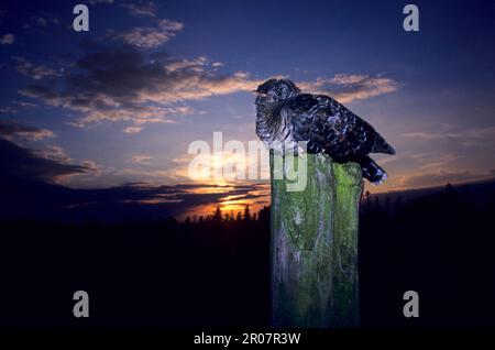 Cuckoo (Cuculus canorus) jeune, perché au coucher du soleil, Angleterre, Royaume-Uni Banque D'Images