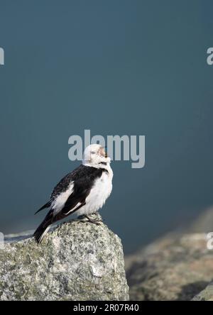 Déneigement (Plectrophenax nivalis), déneigement, oiseaux chanteurs, animaux, oiseaux, Bunting, Snow Bunting adulte, chant masculin, Jokulsarlon, Islande Banque D'Images