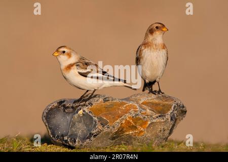 Déneigement (Plectrophenax nivalis) deux adultes, plumage d'hiver, debout sur le silex, Norfolk, Angleterre, Royaume-Uni Banque D'Images