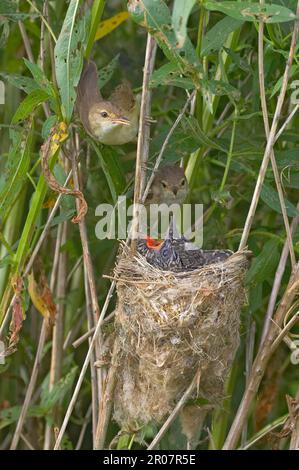 Cuculus canorus (Cuculus canorus), jeune nid de la Paruline à roseaux (Acrocephalus scirpaceus) en cours d'alimentation, Priors de Salford, Warwickshire, Angleterre, Unis Banque D'Images