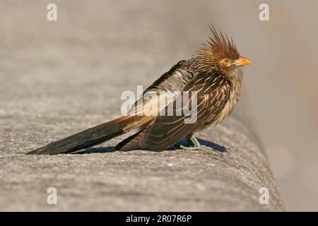 Guira Cuckoos (Guira guira), Guira Cuckoo, animaux, oiseaux, couckoo oiseaux, Guira Cuckoo adulte, debout sur le mur dans la rue de la ville, Buenos Aires, Argentine Banque D'Images